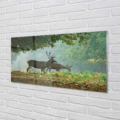 Acrylic print Cerf autumn forest