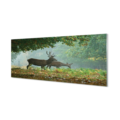 Acrylic print Cerf autumn forest