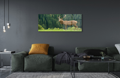 Acrylic print Common deer in the field