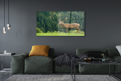 Acrylic print Common deer in the field