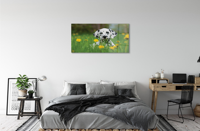 Acrylic print Prairie dog