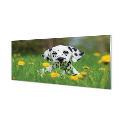 Acrylic print Prairie dog