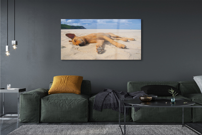 Acrylic print Put dog beach