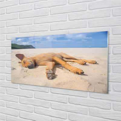 Acrylic print Put dog beach