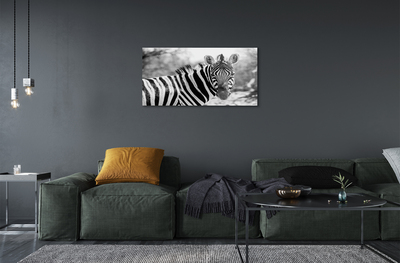 Acrylic print Zebra retro