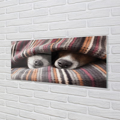Acrylic print Sleeping dogs