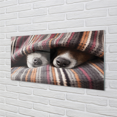 Acrylic print Sleeping dogs