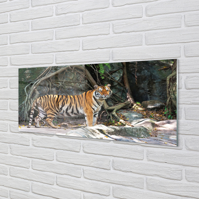 Acrylic print Tiger jungle