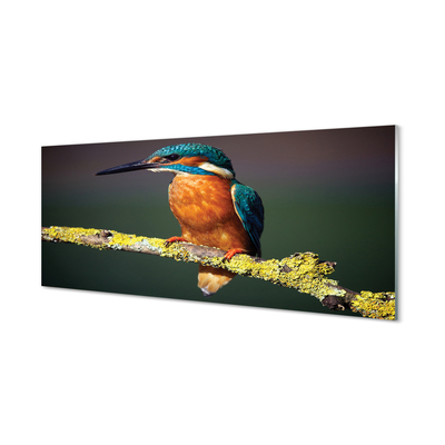 Acrylic print Colored bird on a branch