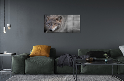 Acrylic print Wolf