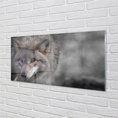 Acrylic print Wolf