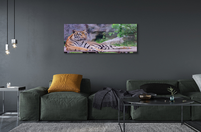Acrylic print Tiger in a zoo