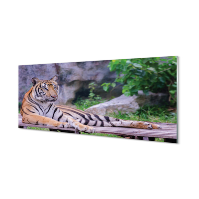 Acrylic print Tiger in a zoo