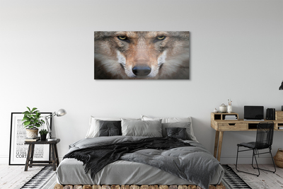 Acrylic print Wolf eyes