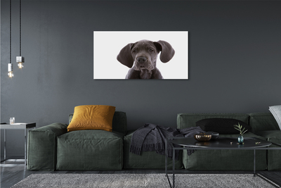 Canvas print Brown dog