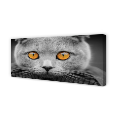 Canvas print British gray cat
