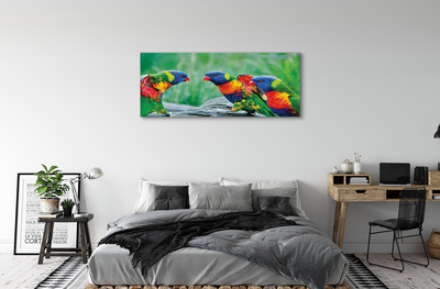 Canvas print Parrot colorful wave