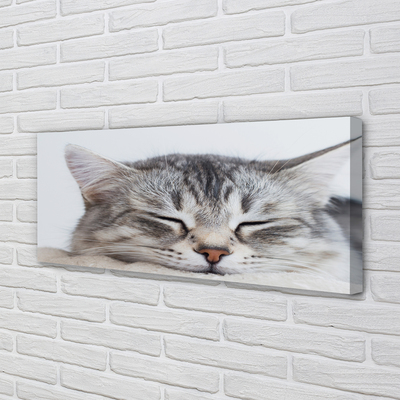 Canvas print Sleeping cat