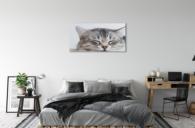 Canvas print Sleeping cat