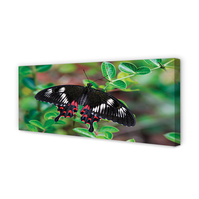 Canvas print Leaves colored butterfly