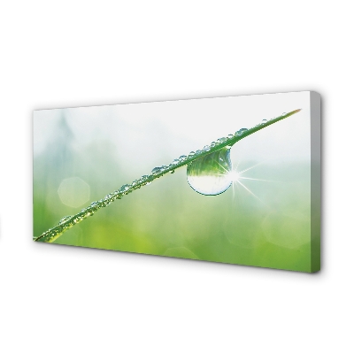 Canvas print Grass macro drops