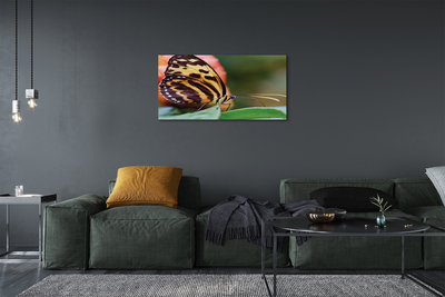 Canvas print Butterfly