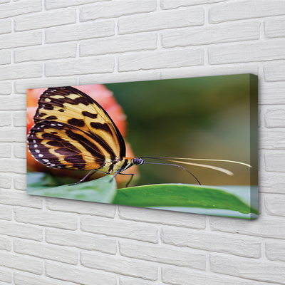 Canvas print Butterfly