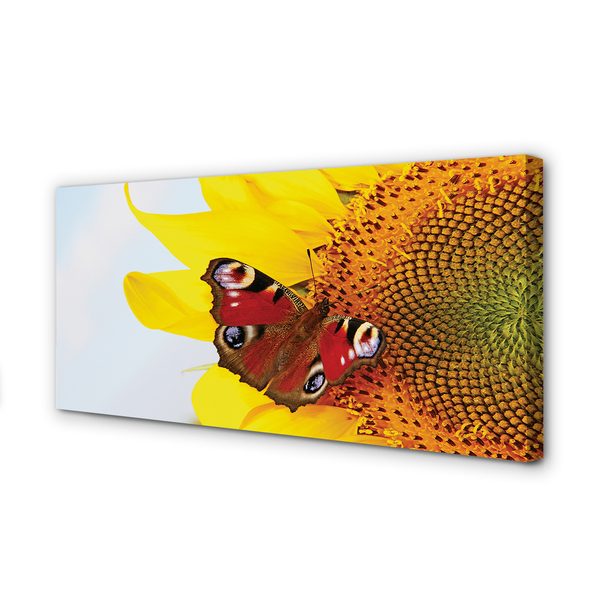 Canvas print Sunflower moth