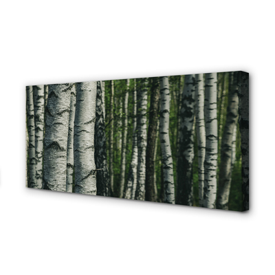 Canvas print Birch forest