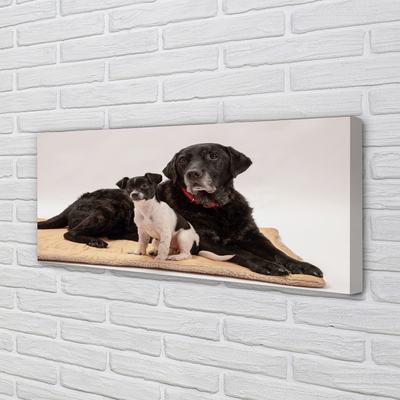 Canvas print Coated dogs