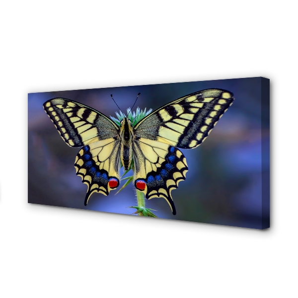 Canvas print Butterfly on flower