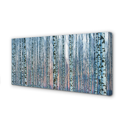 Canvas print Sunset the birch forest