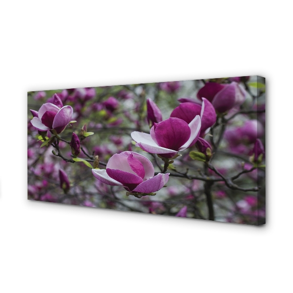 Canvas print Purple magnolia