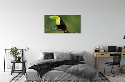 Canvas print Parrot on a branch colored