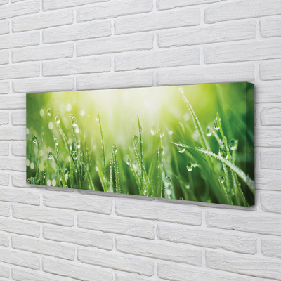 Canvas print Grass sun drops