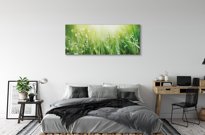 Canvas print Grass sun drops