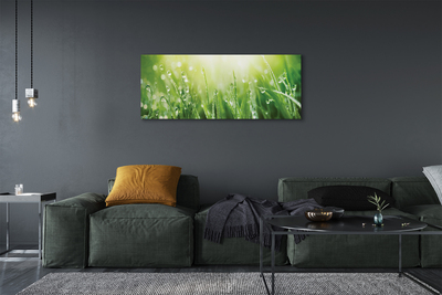 Canvas print Grass sun drops