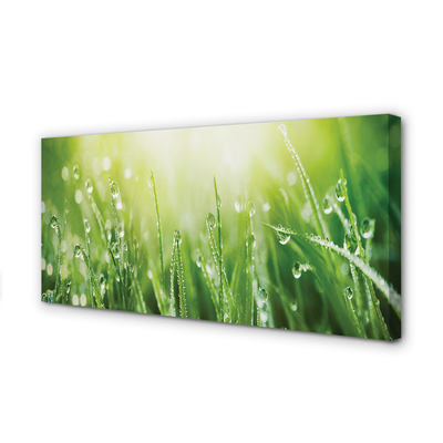 Canvas print Grass sun drops