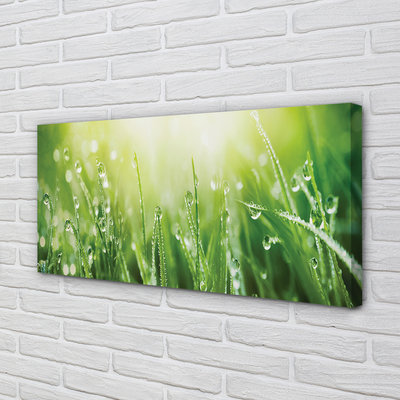 Canvas print Grass sun drops