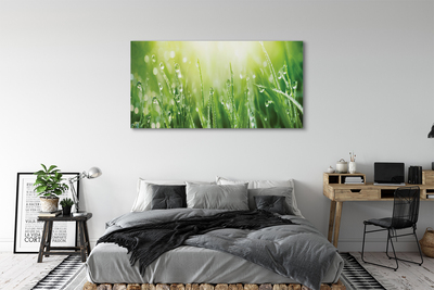 Canvas print Grass sun drops