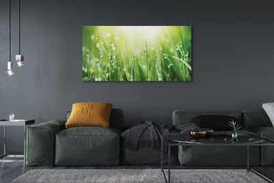 Canvas print Grass sun drops