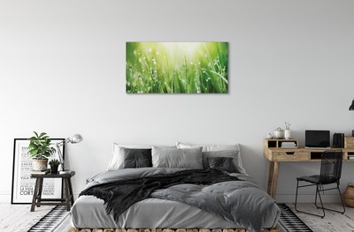 Canvas print Grass sun drops