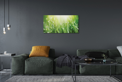 Canvas print Grass sun drops