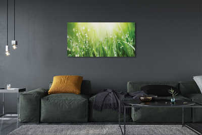 Canvas print Grass sun drops