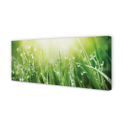 Canvas print Grass sun drops