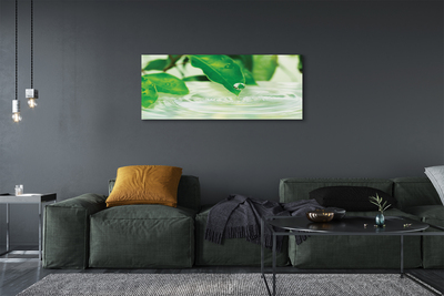 Canvas print Water drops leaves