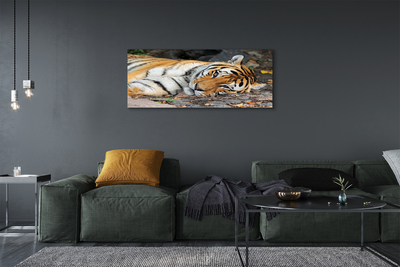 Canvas print Tiger lying
