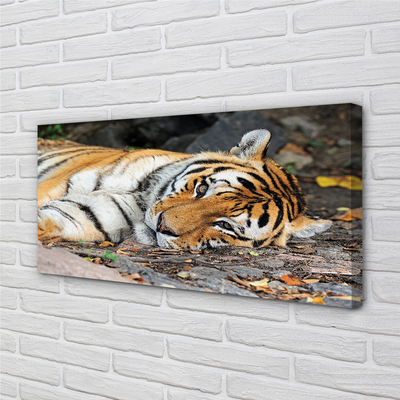 Canvas print Tiger lying