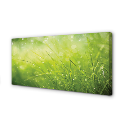 Canvas print Dewdrops on grass