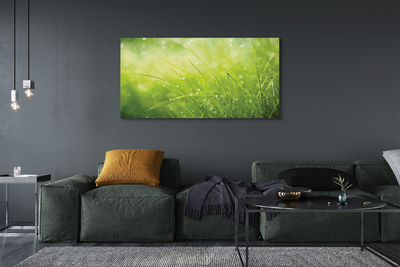 Canvas print Dewdrops on grass